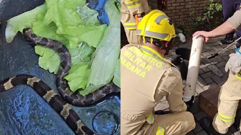 Filhote de Jararaca Surpreende Funcionários de Restaurante em Curitiba