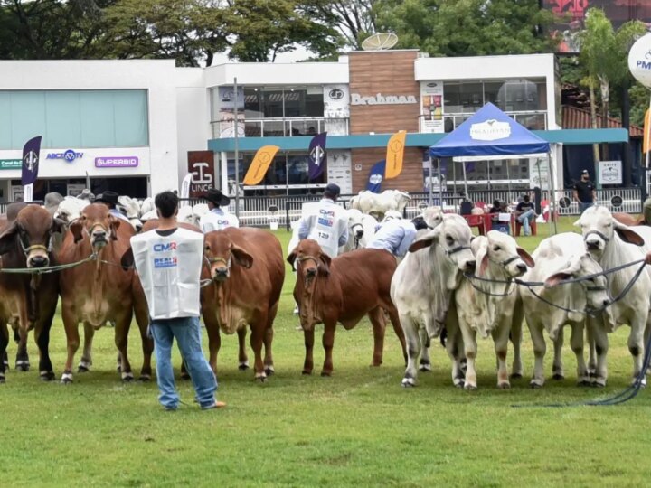 Genética Brasileira de Brahman Brilha em Feira Internacional e Consolida Liderança na América Latina