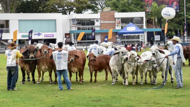Genética Brasileira de Brahman Brilha em Feira Internacional e Consolida Liderança na América Latina