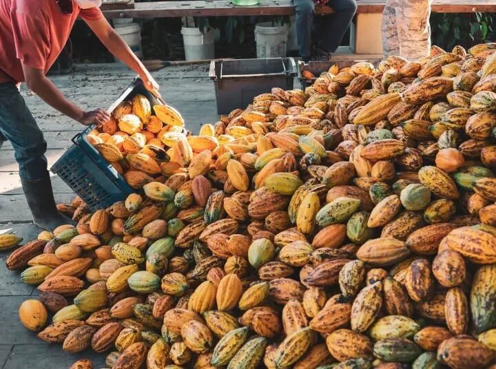 Mercado Global de Cacau Projeta Recuperação Impulsionada por Produção Fora da África, Aponta StoneX
