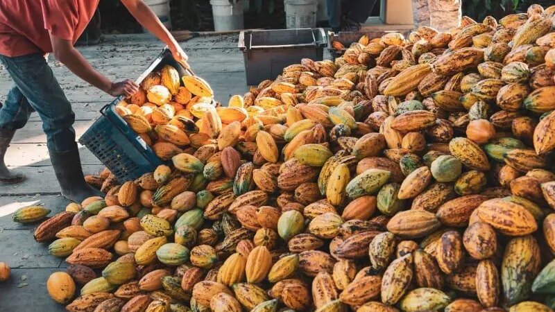 Mercado Global de Cacau Projeta Recuperação Impulsionada por Produção Fora da África, Aponta StoneX