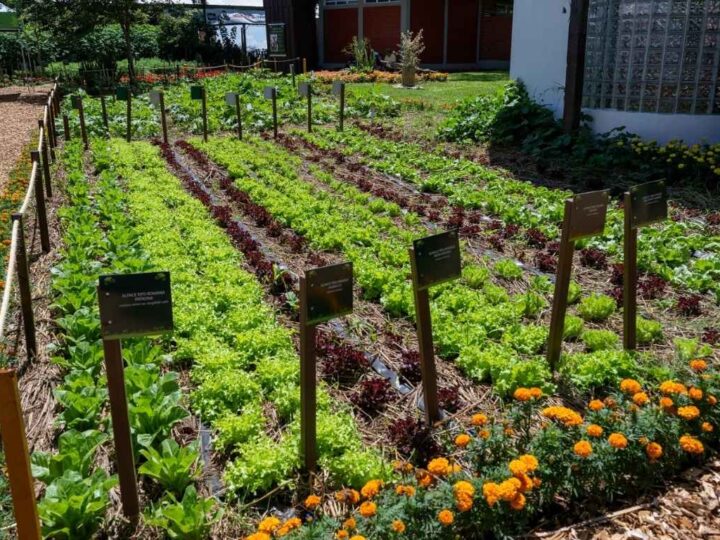 Itaipu Busca Especialistas em Hortas para Transformar Comunidades no Paraná e Mato Grosso do Sul