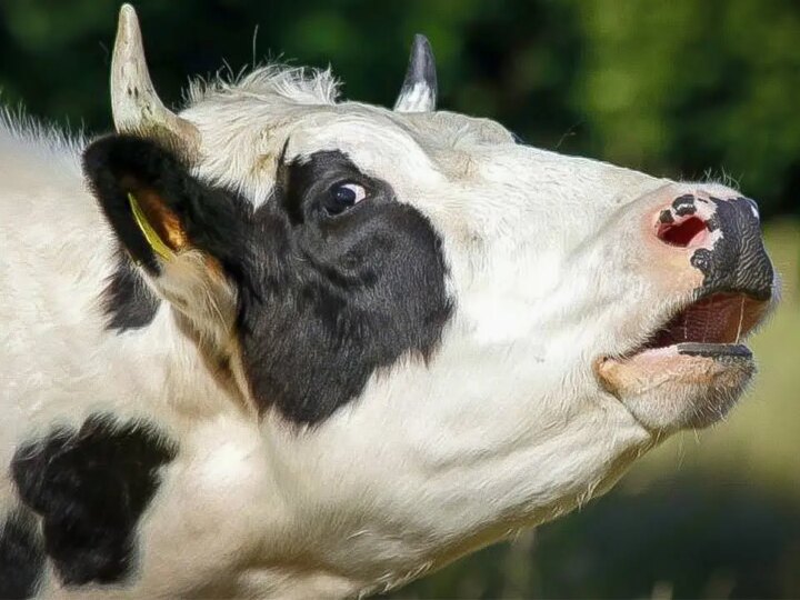 Muuuuuu: Cientistas Investigam a Existência de ‘Sotaques’ Regionais na Vocalização Bovina