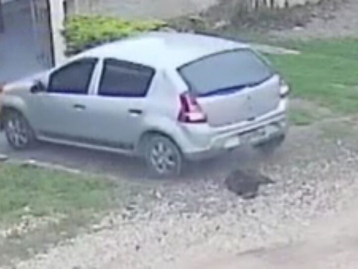 Crueldade em Colombo: Motorista Atropela Cachorra Três Vezes e Foge; Câmeras Flagraram a Ação
