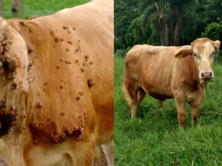 Alerta aos Pecuaristas: Identifique e Combata Doenças de Pele em Bezerros