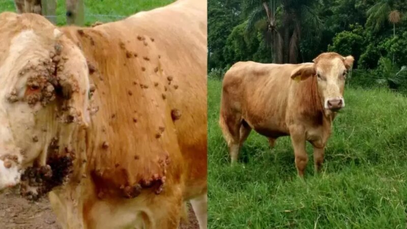 Alerta aos Pecuaristas: Identifique e Combata Doenças de Pele em Bezerros