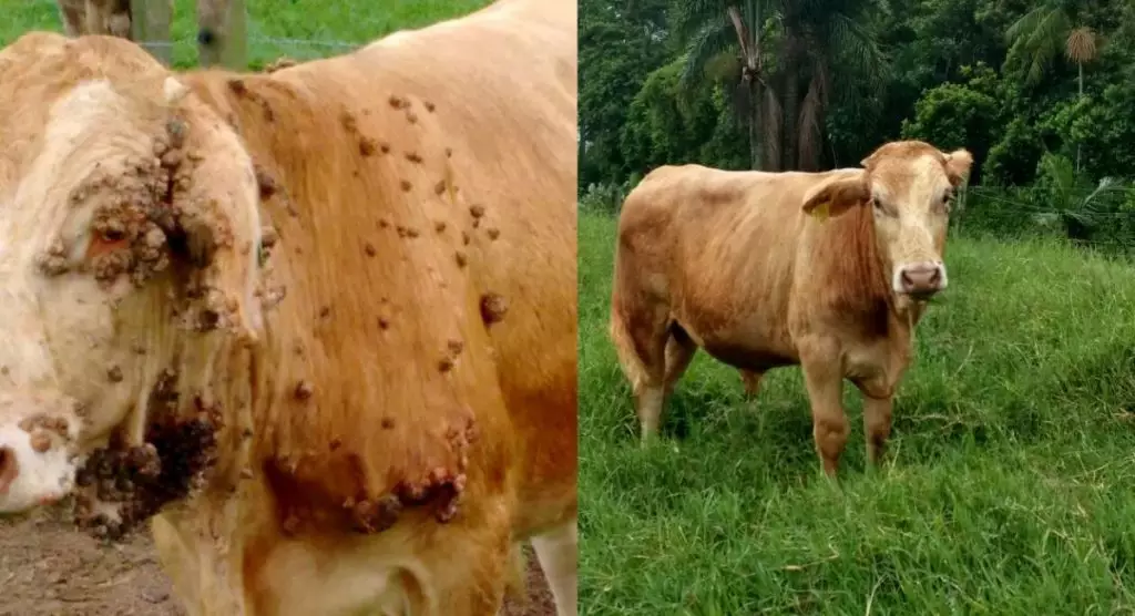 Alerta aos Pecuaristas: Identifique e Combata Doenças de Pele em Bezerros