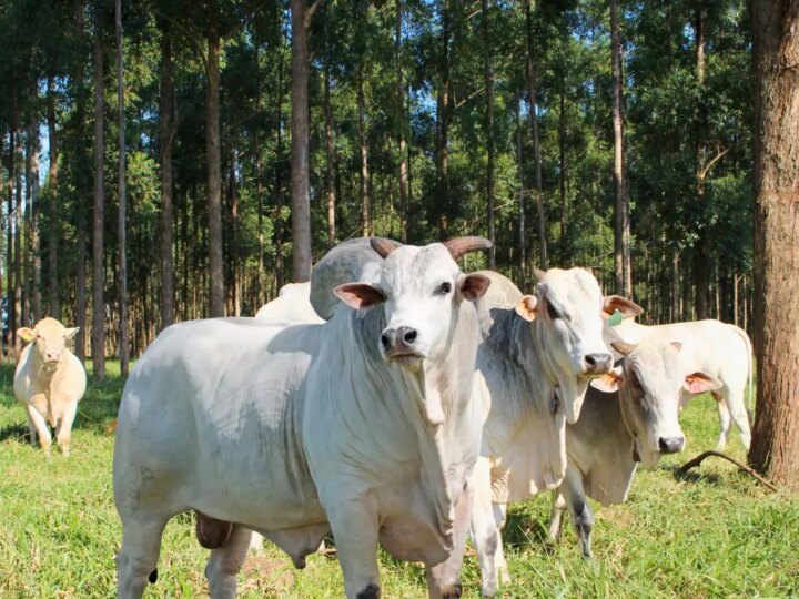 FAO Visita Embrapa e Manifesta Interesse em Tecnologias Agropecuárias Sustentáveis Brasileiras