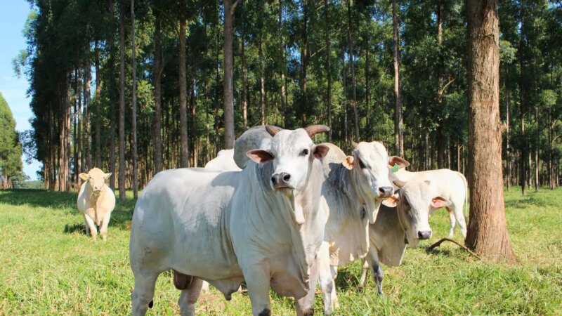 FAO Visita Embrapa e Manifesta Interesse em Tecnologias Agropecuárias Sustentáveis Brasileiras