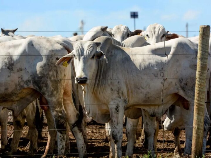 Exportações em Alta Impulsionam Preço do Boi Gordo: Arroba Rompe a Barreira dos R$ 320
