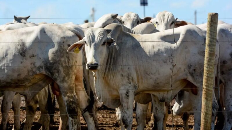 Exportações em Alta Impulsionam Preço do Boi Gordo: Arroba Rompe a Barreira dos R$ 320