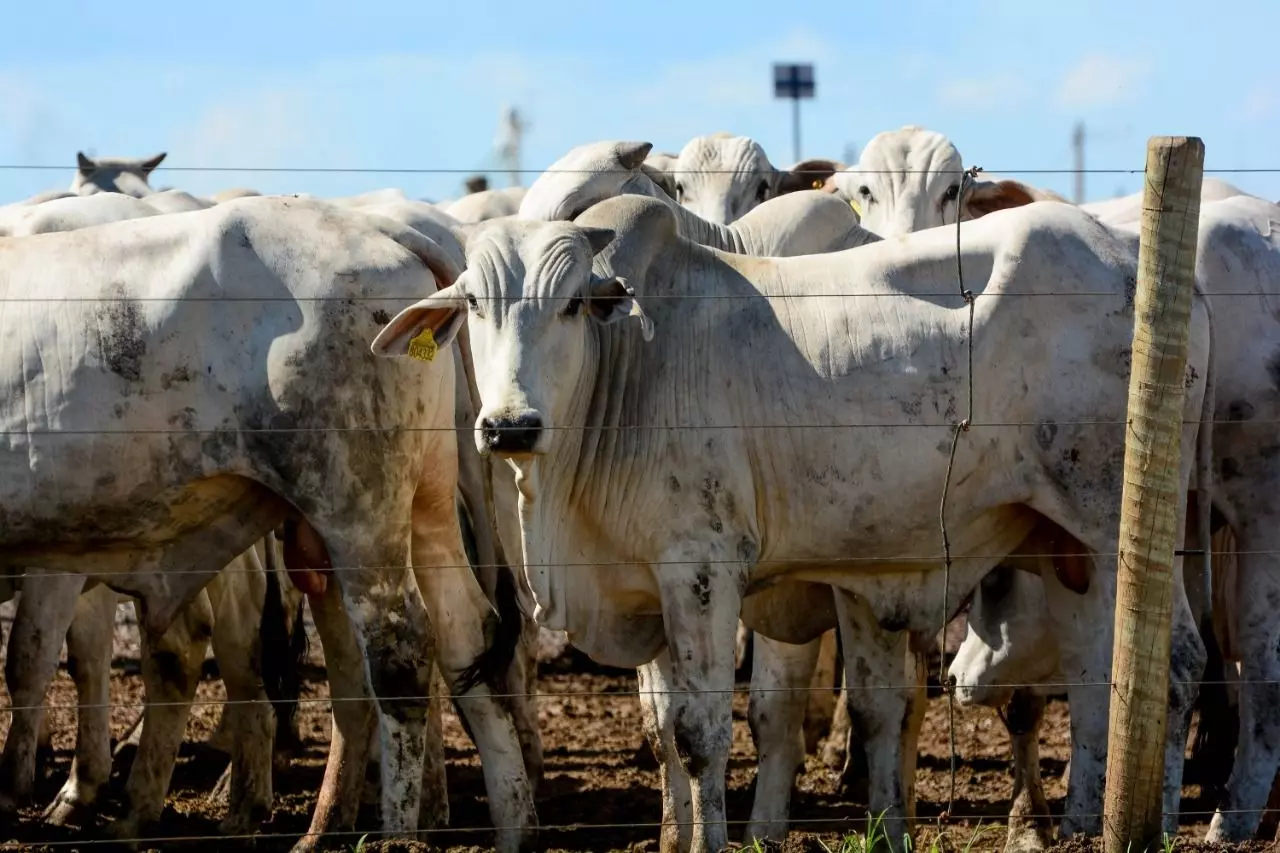 Exportações em Alta Impulsionam Preço do Boi Gordo: Arroba Rompe a Barreira dos R$ 320