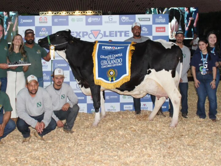Girolando no Topo: Vaca Brasileira Quebra Recorde Mundial de Produção Leiteira