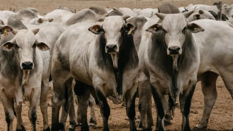 Exportações Aquecidas Mantêm Arroba do Boi Gordo em Alta no Mercado Brasileiro