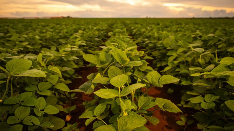 Novembro Verde: Chuvas e La Niña impulsionam o plantio estratégico no Centro-Sul