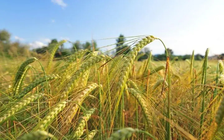 Safra de Cevada Brasileira Rumo a Novo Recorde: Manejo Eficiente Impulsiona Produção