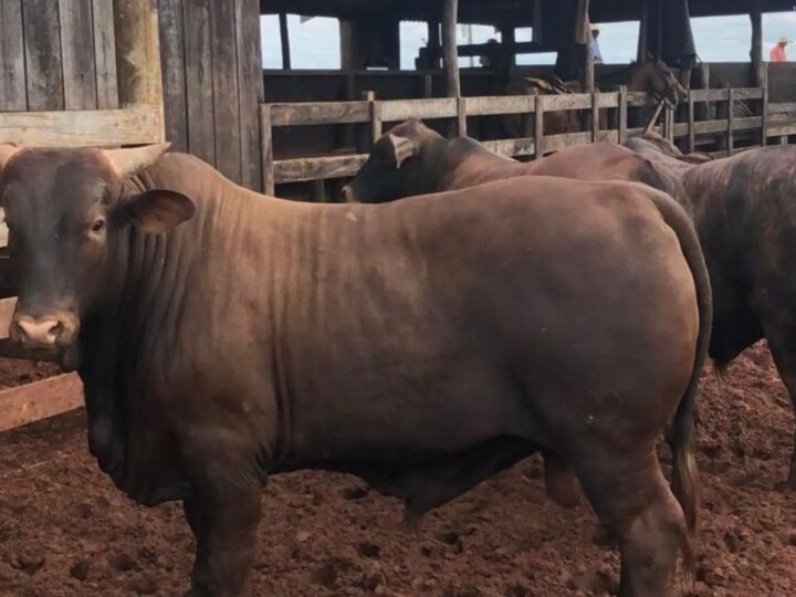 Santa Gertrudis: Raça Sergipana Desafia Angus e Bonsmara com Ganho de Peso Excepcional