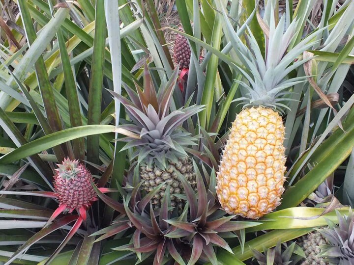 Avanço na Abacaxicultura: Novas Variedades Resistentes à Fusariose Prometem Revolucionar o Setor