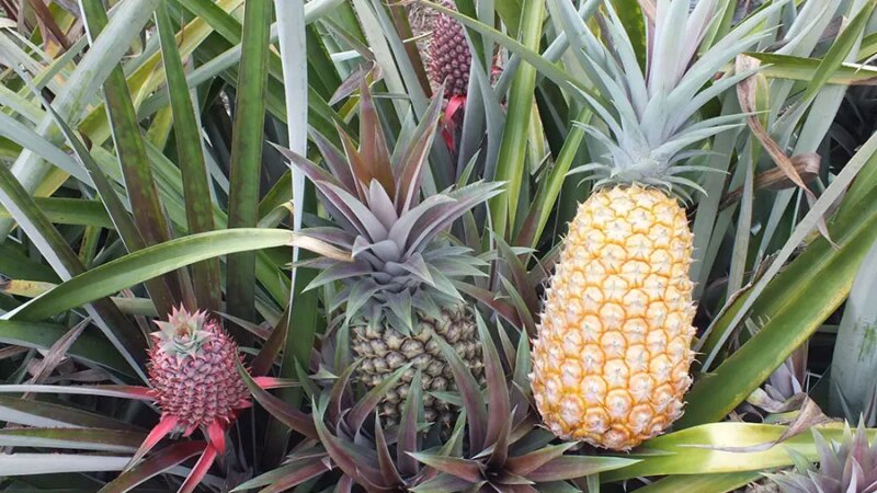 Avanço na Abacaxicultura: Novas Variedades Resistentes à Fusariose Prometem Revolucionar o Setor