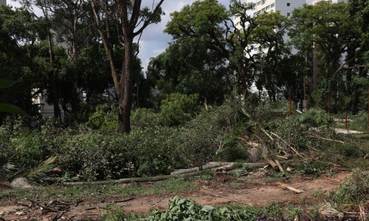 Coalizão internacional contra crimes ambientais é anunciada por Marina Silva