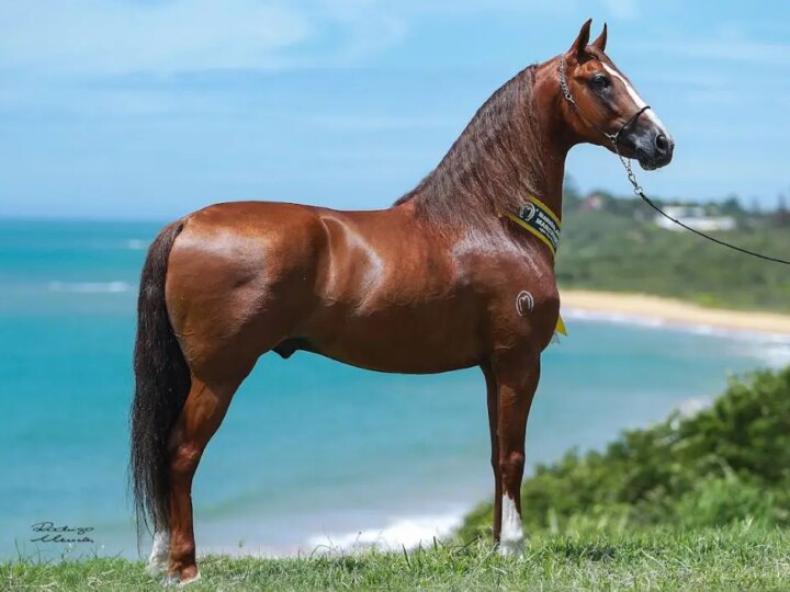 Eleições na ABCCMM: Criadores de Mangalarga Marchador se Preparam para Votação Decisiva