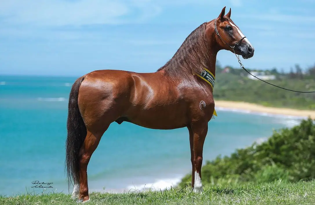 Eleições na ABCCMM: Criadores de Mangalarga Marchador se Preparam para Votação Decisiva