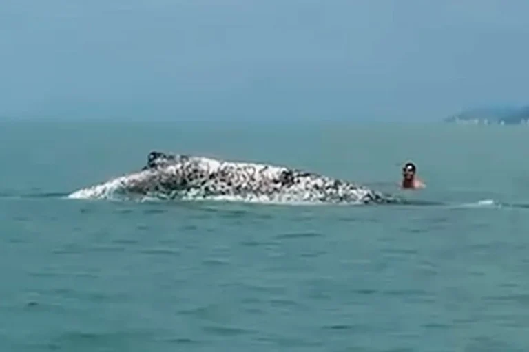 Ibama multa por interação com baleia-jubarte debilitada