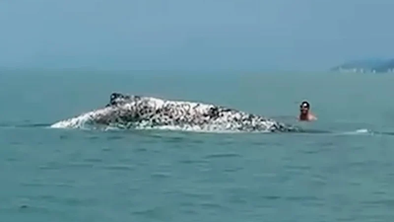 Ibama multa por interação com baleia-jubarte debilitada