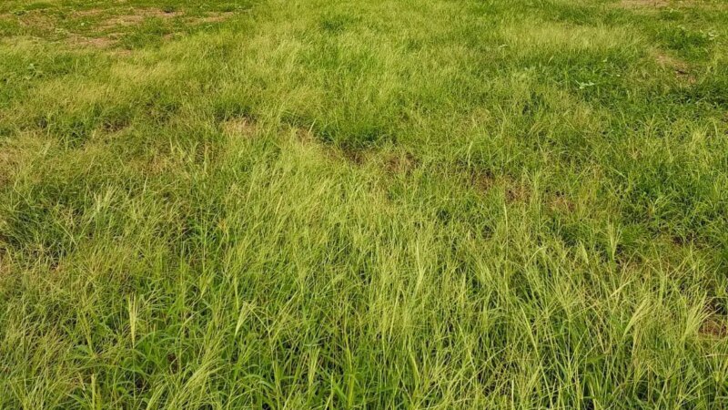 Alerta aos Produtores: Chuvas Favorecem Pragas e Ameaçam Colheitas