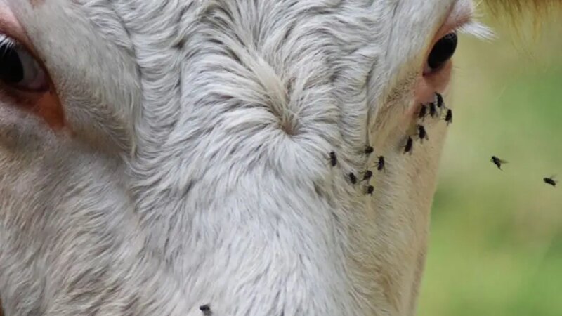 Ectoparasitas: Um Inimigo Silencioso na Pecuária Brasileira e Seu Impacto Econômico