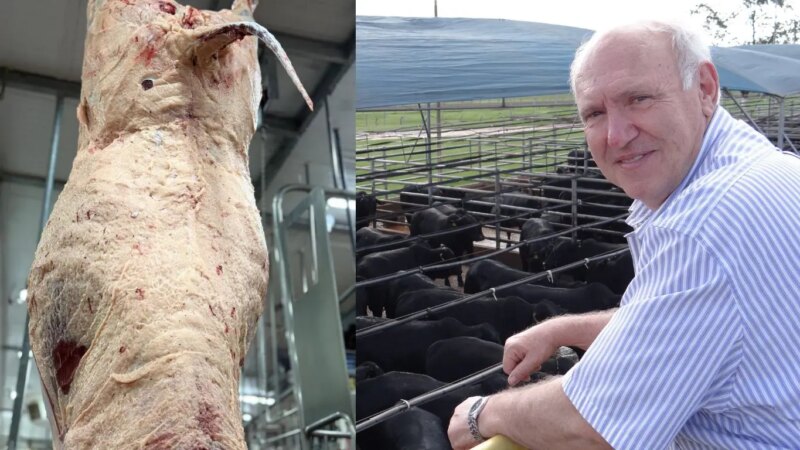 A Receita do Sucesso Angus: Agropecuária Maragogipe Revela Segredos da Hegemonia em Concursos de Carcaça