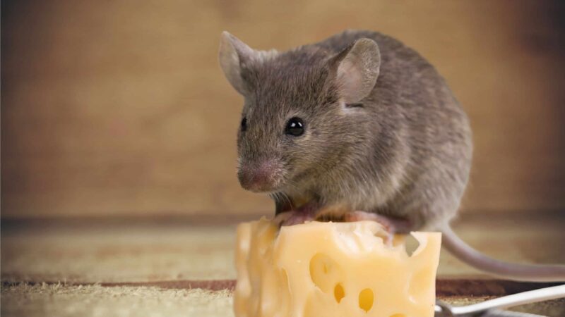 Por que o mito de que ratos gostam de queijo persiste na cultura popular?