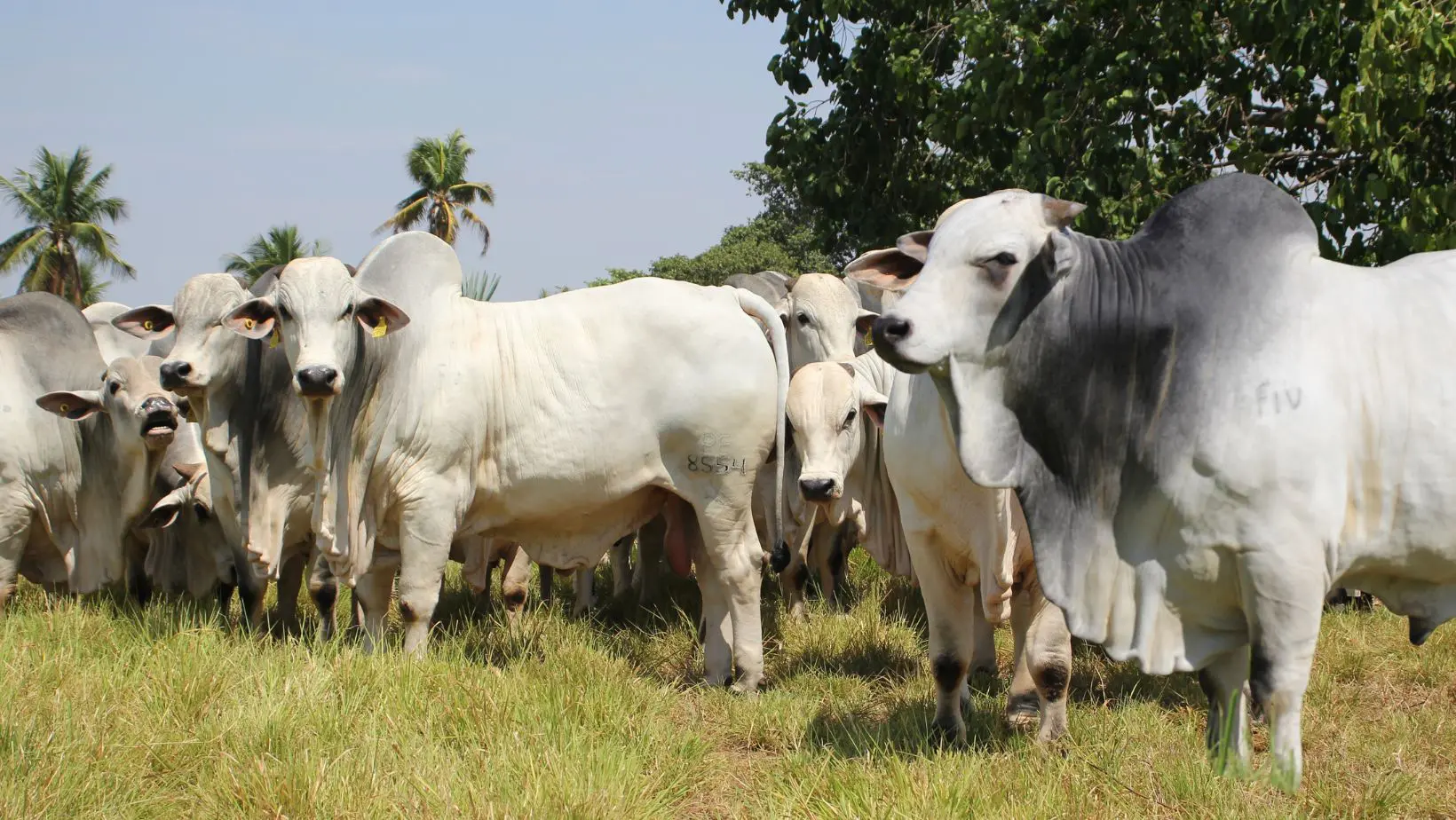 Genética de Elite: Leilão Nelore Cometa Impulsiona Rebanhos com 150 Touros PO