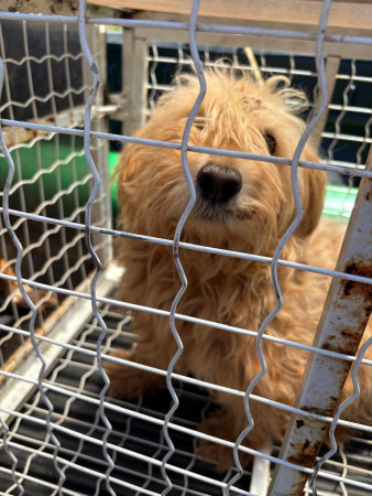 PCPR resgata dois cães que estavam em situação de maus tratos em Pitanga