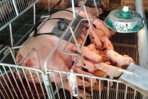 Foto: Governo do Paraná