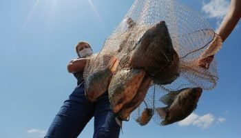 Paraná impõe alíquota de 22% sobre tilápia importada