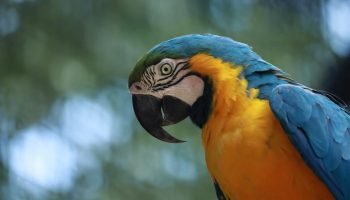 Zoológico amplia visitação e abrirá de terça a domingo