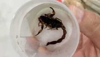 Saúde alerta sobre acidentes com animais peçonhentos