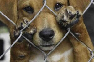 Bens confiscados em casos de maus-tratos a animais poderão ser leiloados para fi