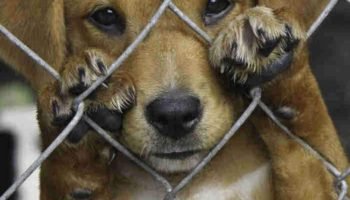 Bens confiscados em casos de maus-tratos a animais poderão ser leiloados para fi