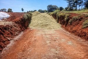 Nova variedade de milho entregue no Plano Safra 2025/2026 — Foto: Rádio Campo Ab