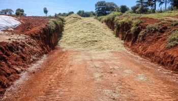 Nova variedade de milho entregue no Plano Safra 2025/2026 — Foto: Rádio Campo Ab