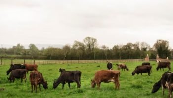 Foto: Rádio Campo Aberto FM - 94.1 a rádio fa família