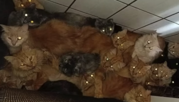 1779995377_400-gatos-apartamento-sc006431160202605281302.png