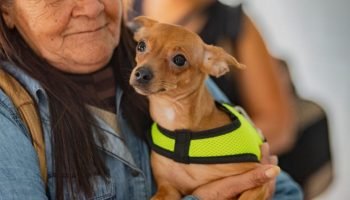 Castração Gratuita Retorna a São José dos Pinhais em Dezembro