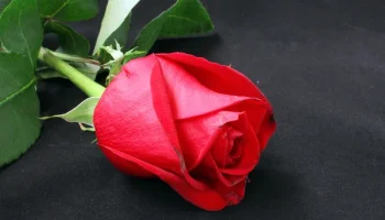 31a65fed6c51e87c181d0d395cb40792566b90c2