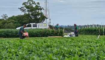 Show Rural impulsiona agro e alimenta Brasil e mundo