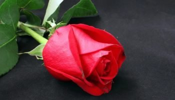 58de3a069e57fb221878e6ba03f81c0a08ac7759