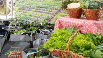 Copel amplia programa de hortas com 32 novas unidades em 2025