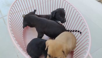 Filhotes abandonados em Guarapuava emocionam morador e precisam de um novo lar